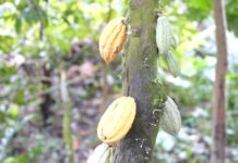 COCOSHE commends government for increasing cocoa producer price to GH¢3,625 per bag