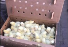 Stop politicians from importing ‘dead chicken’ else brilliant ‘Nkoko Nkitikiti’ idea will fail – Solomon Owusu
