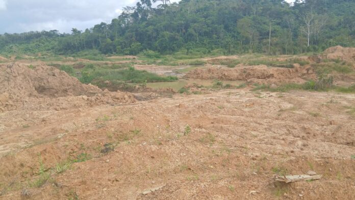 Galamsey - forest