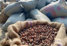 Ghana to process at least 50% of cocoa beans by 2026/27 season – Ato Forson