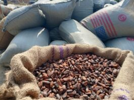 Ghana to process at least 50% of cocoa beans by 2026/27 season – Ato Forson