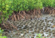 World Soil Day: Experts call for urgent action to restore Africa’s degrading soil