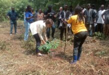 EU launches €2.4m project to restore Ghana’s degraded forests