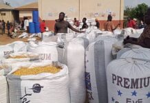 Food glut: Maize farmers, traders call for government’s intervention