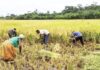 Ghana needs a 20-year agricultural transformation strategy – CAG
