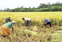Ghana needs a 20-year agricultural transformation strategy – CAG