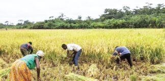 Ghana needs a 20-year agricultural transformation strategy – CAG
