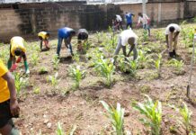 Environmentalists encourage young people to venture into farming