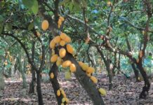We’re likely to see more cocoa farms turn into galamsey sites – Dr Kwadjo Ahodo on impact of cocoa price reduction