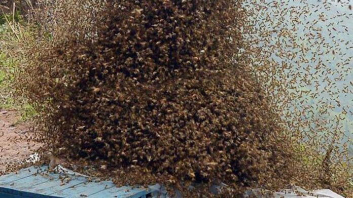 bee attack
