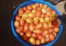 Ban on tomatoes export: There is an opportunity for employment if gov’t continues on the path of 1D1F – Akosua Manu