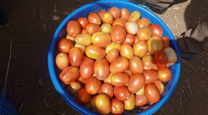 Poison on our plates: The alarming incidence of food adulteration in Ghana