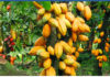 Parliament passes Ghana Cocoa Board Bill, 2026