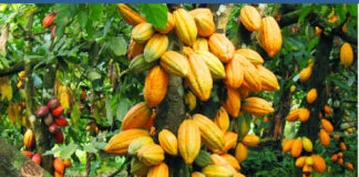 Cocoa producer price increased to GHC42,400 per tonne for 2026/2027 season