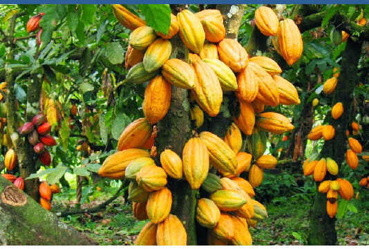 Cocoa producer price increased to GHC42,400 per tonne for 2026/2027 season