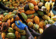 Leadership of Ghana National Cocoa Farmers Association bemoan nonpayment for produce since Nov 2025