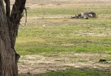 Concerned Farmers Union launches “Operation Bare Lands” to provide youth with lands for farming
