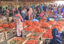 Tomato traders and transporters in Kumasi suspend trips to Burkina Faso for security reasons