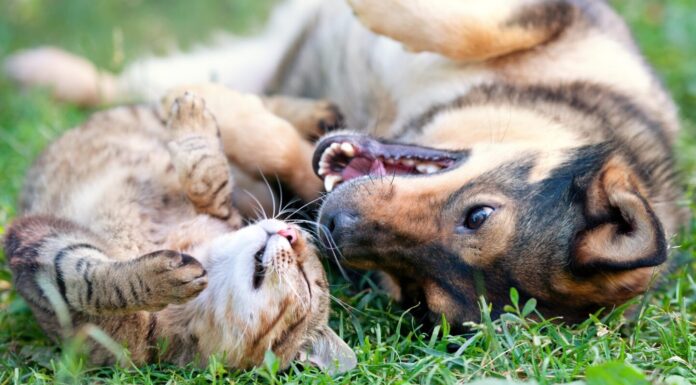 Dog and cat as food: The irony is delicious