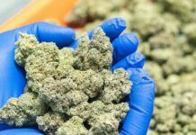 NACOC to begin licensing regime for medicinal and industrial cannabis cultivation