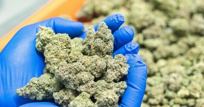 cannabis