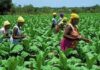 Gender gap in agribusiness threatens Africa’s climate resilience – NGO warns