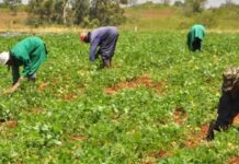 Gov’t has tasked Ghana Irrigation Development Authority to roll out dry-season production schemes for tomato – Otokunor