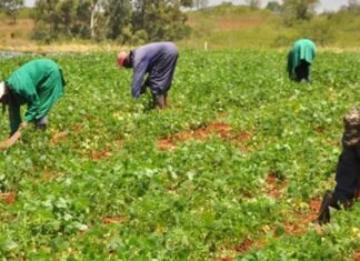Gov’t has tasked Ghana Irrigation Development Authority to roll out dry-season production schemes for tomato – Otokunor