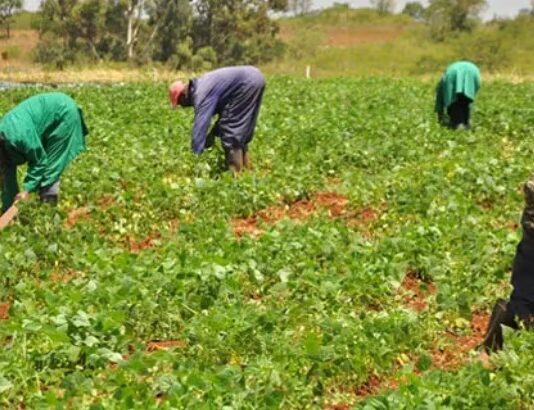 Gov’t has tasked Ghana Irrigation Development Authority to roll out dry-season production schemes for tomato – Otokunor
