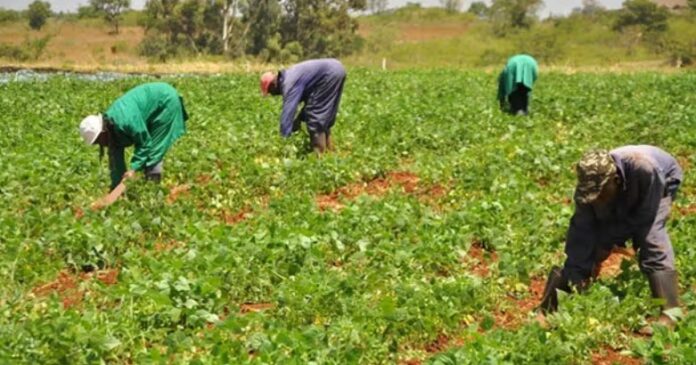 farmers