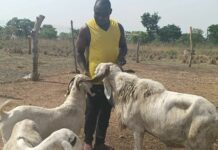 Growing grass and peace: How a farmer is transforming livestock farming in Kpandai