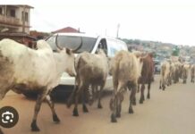 Stray cattle attack Asokwa Presiding Member, injure pedestrian