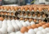 Egg suppliers call on gov’t to act on Burkina Faso export ban