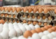 Egg suppliers call on gov’t to act on Burkina Faso export ban