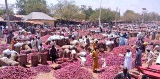 Nigerian onion traders suspend export to Ghana