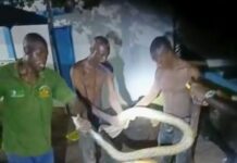 Kumasi: ECG staff risk lives to restore power to residents despite threats from pythons