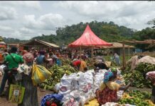 Sefwi farmers suffer heavy losses as plantain and avocado rot amid glut