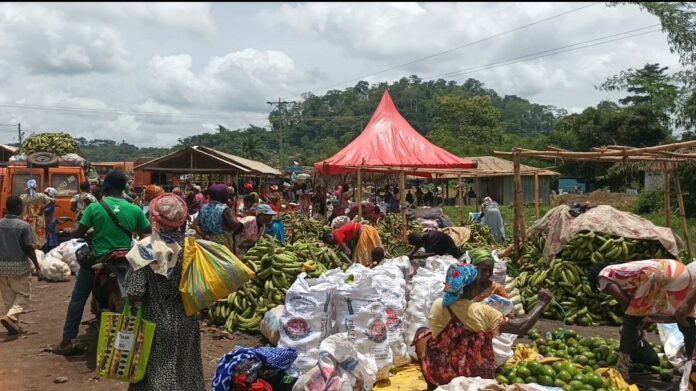 Sefwi farmers plaintain losses