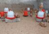 WR: It’s because they are broilers – Poultry farmers in Effia-Kwesimintsim on high mortality rate of birds under ‘Nkoko Nkitinkiti’