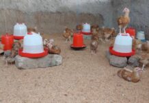 NR: 3,000 farmers receive 150,000 chicks as Government pushes to cut $400m poultry imports