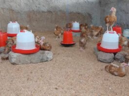 WR: It’s because they are broilers – Poultry farmers in Effia-Kwesimintsim on high mortality rate of birds under ‘Nkoko Nkitinkiti’
