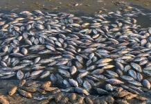 FDA uncovers mass dead fish at Tema Shipyard; cautions against consumption