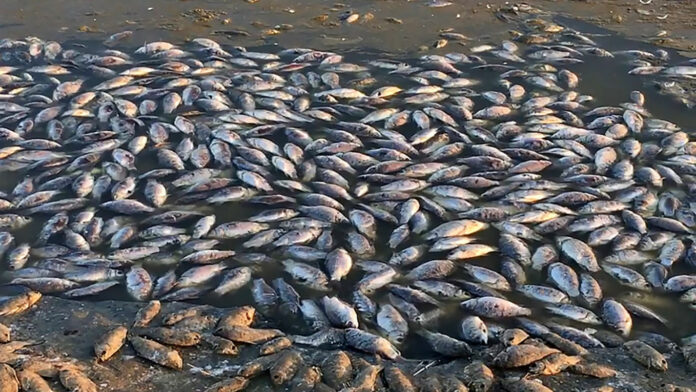 mass fish mortality