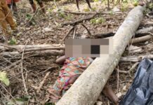 WNR: Woman killed by falling tree in forest reserve at Juaboso