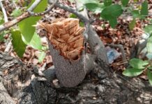 Residents of Upper East Region resort to traditional medicine