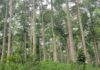 Parliamentary Select Committee raises concern over galamsey, illegal logging, and staff shortage in Forest Reserves