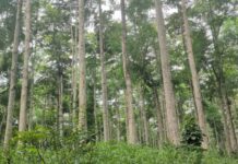 Parliamentary Select Committee raises concern over galamsey, illegal logging, and staff shortage in Forest Reserves