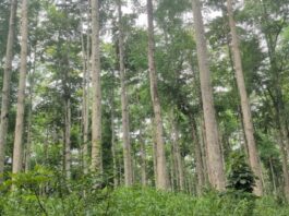Parliamentary Select Committee raises concern over galamsey, illegal logging, and staff shortage in Forest Reserves