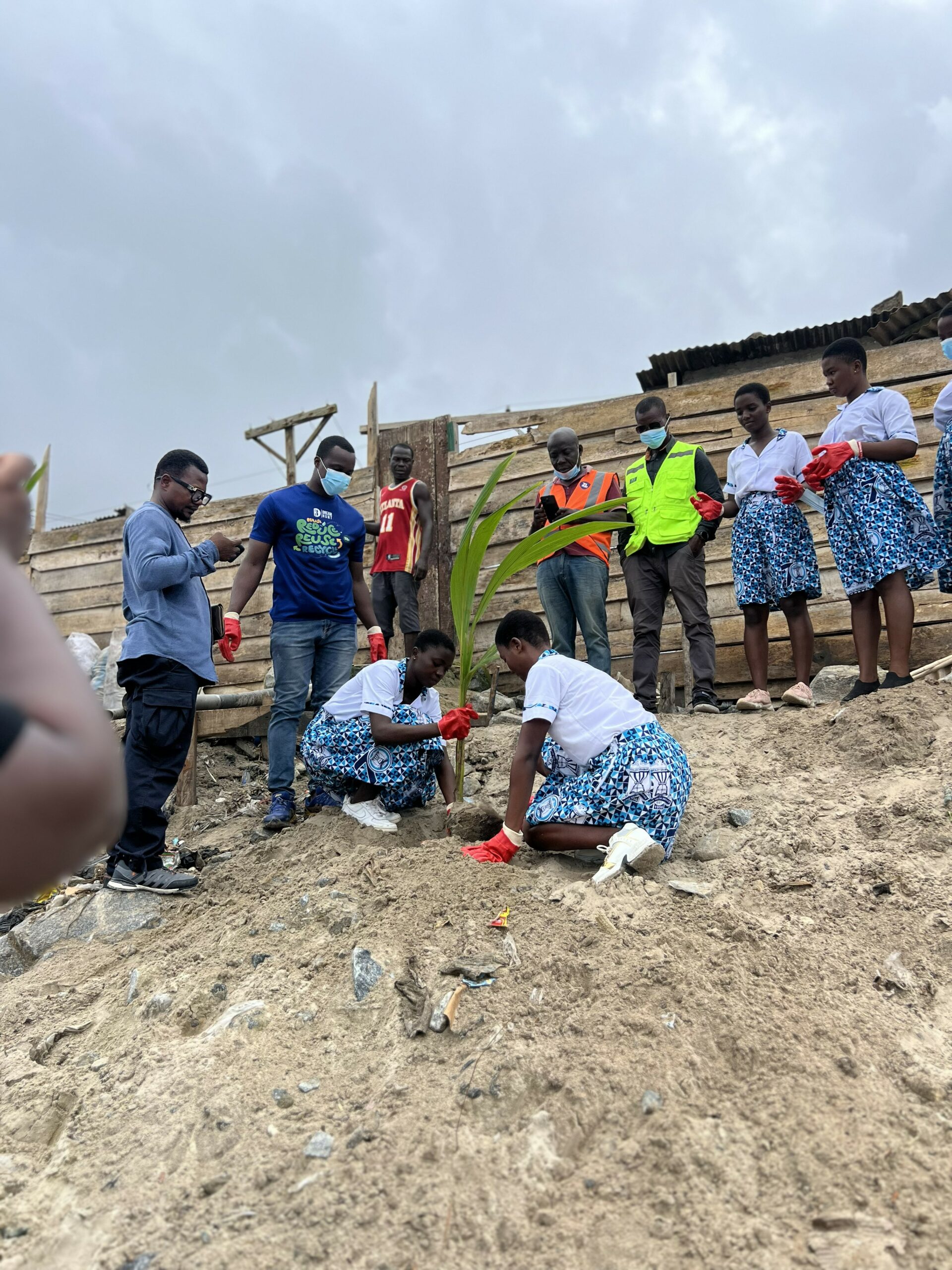 Coconut planting