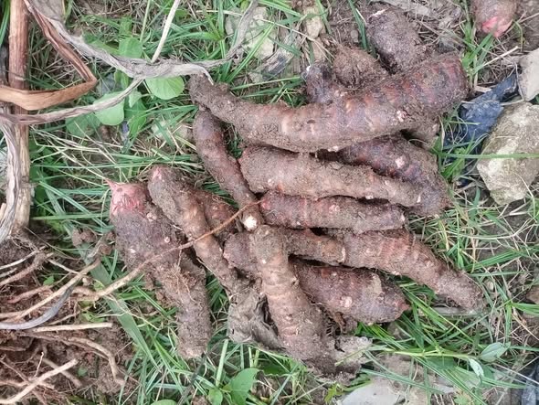 Cocoyam